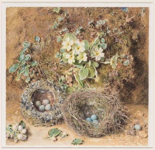 A detailed painting of two bird nests on the ground, each containing small speckled eggs, surrounded by flowering primroses, green leaves, and earthy soil.